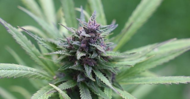 kannabisz olaj mire jó